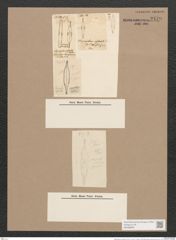 Stigmatophora rostrata (de-Toni-Nr.: Genus 27, Species 1298) Zeichnungen Sammlung Grunow Nr. 2479 (NHMW-BOT-W0369660)